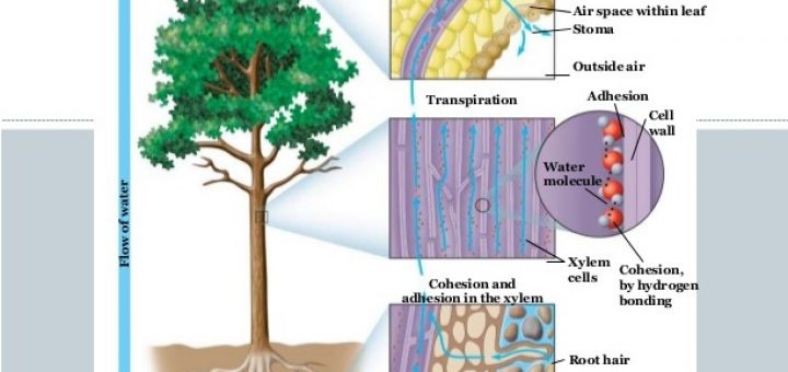 Mechanism of the transport in higher plants