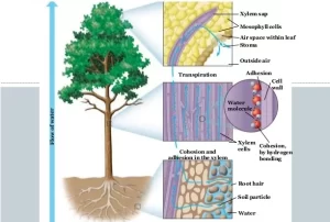 Mechanism of the transport in higher plants, Theories explain the ascent of water in plant Mechanism of transport in higher plants
