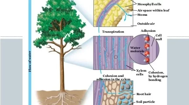 Mechanism of transport in higher plants