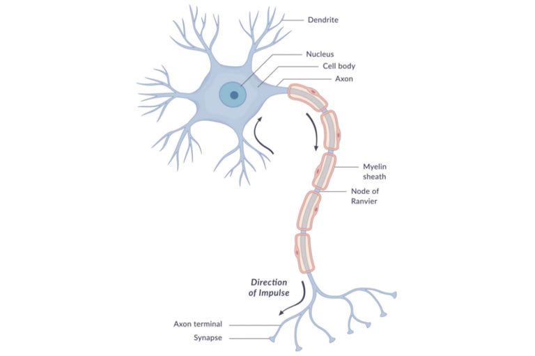 Nervous system in man, Nerve cells types & Nature of nerve impulse