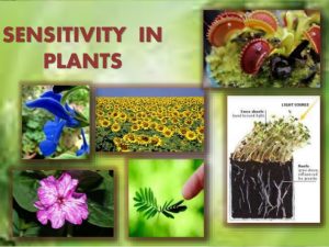 Sensitivity in plants 