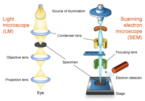 Electron microscope and optical microscope