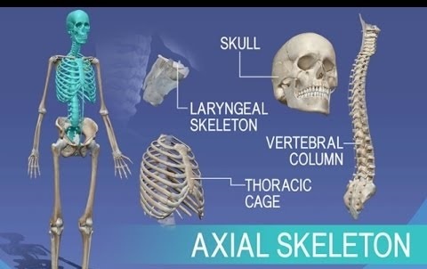 Skeletal system, Axial skeleton (vertebral column, Skull & thoracic
