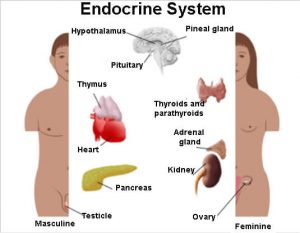 Endocrine system 