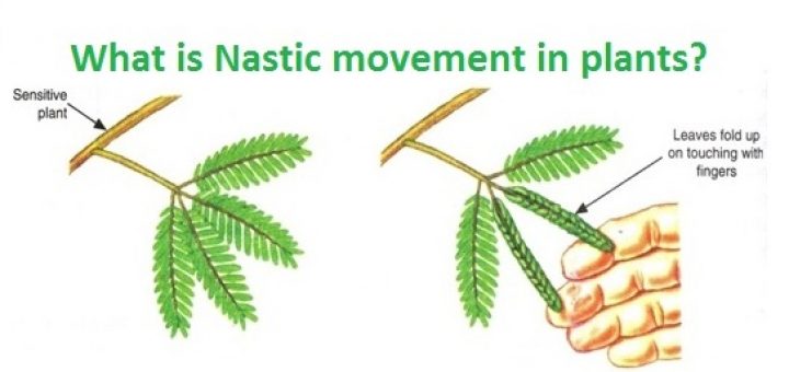Movement in plant