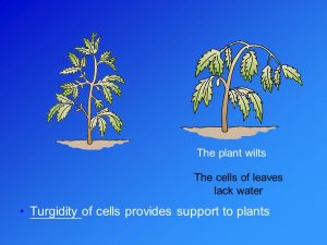 Support in plant