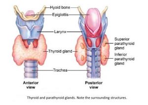 Thyroid gland and Parathyroid glands 