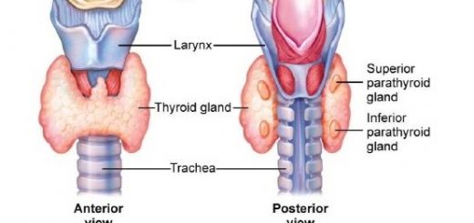 Thyroid gland and Parathyroid glands