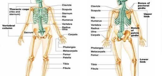 Appendicular skeleton | Science online