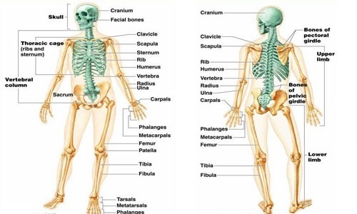 example of appendicular skeleton