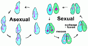 Asexual reproduction & Sexual reproduction