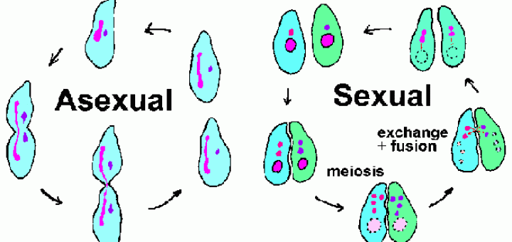 Asexual reproduction & Sexual reproduction