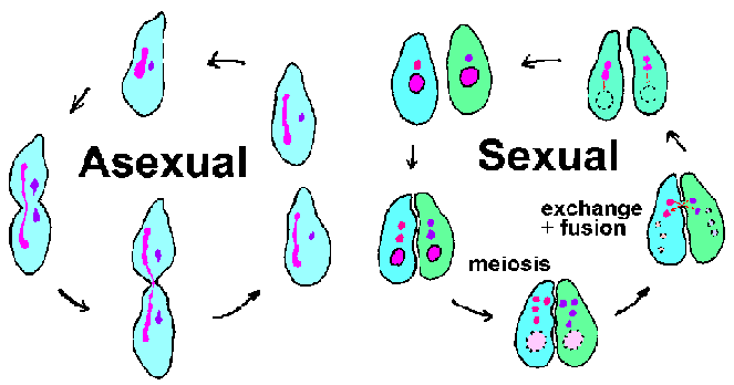 Methods Of Reproduction In Living Organisms Asexual Reproduction 