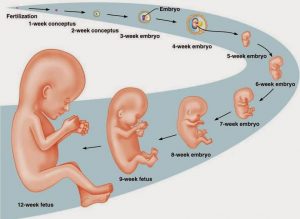 Embryonic development 
