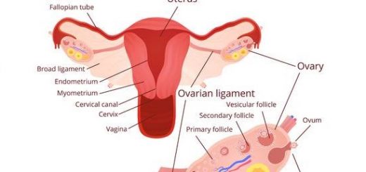 Female genital system