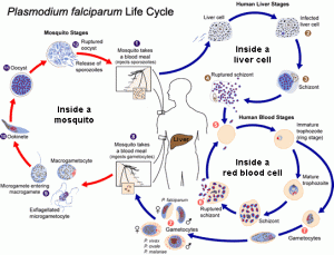Life cycle of malaria parasite 