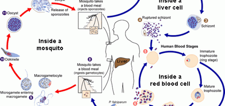 Life cycle of malaria parasite