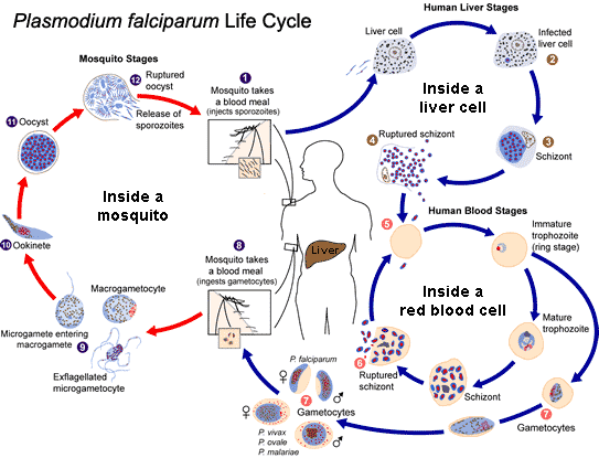 Alternation Of Generations Life Cycle Of Malaria Parasite Life Cycle Of A Fern Plant Science Online