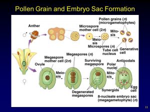 Pollen Grain and Embryo Sac Formation