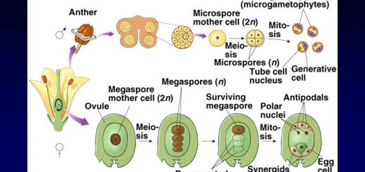 Pollen Grain and Embryo Sac Formation