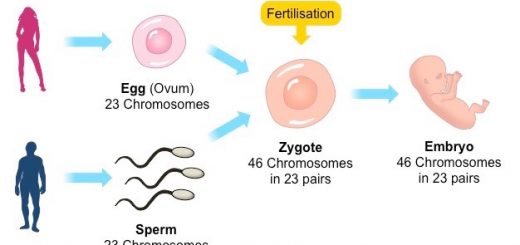 Sexual reproduction