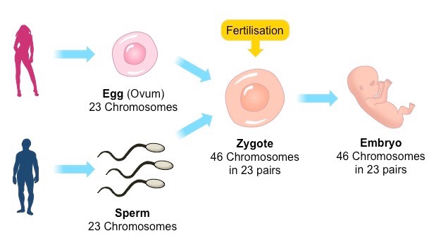 Sexual reproduction in humans