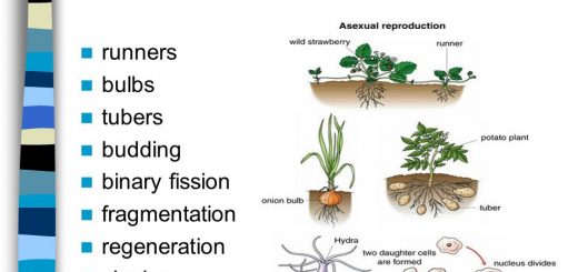 Types of asexual reproduction