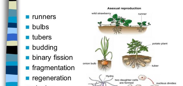 Types of asexual reproduction