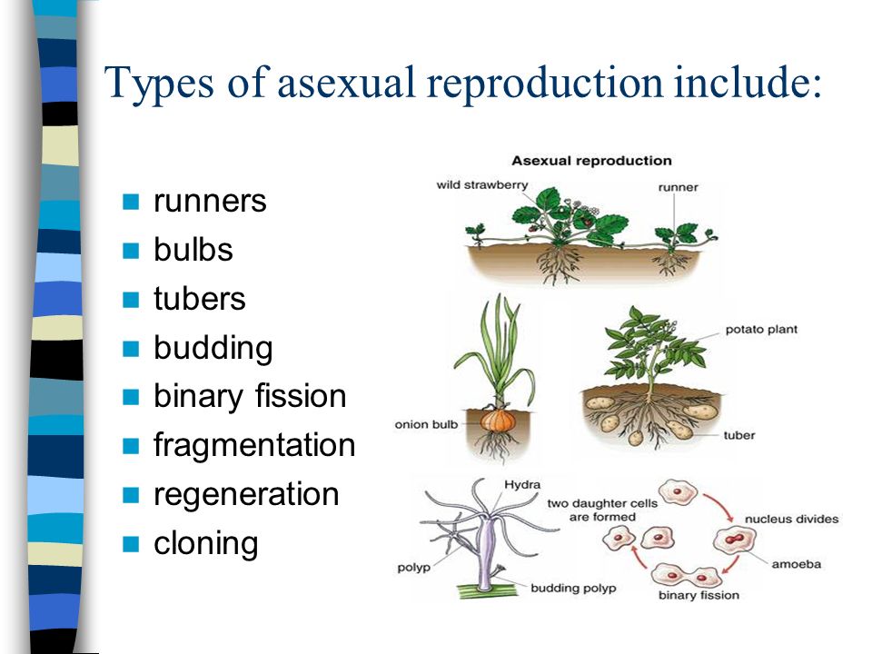 Types of asexual reproduction (Binary fission, Budding, Regeneration,  Sporogony, Parthenogenesis & Tissues culture) | Science online