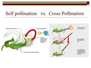 Self pollination and cross pollination 