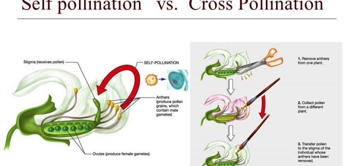 Self pollination and cross pollination