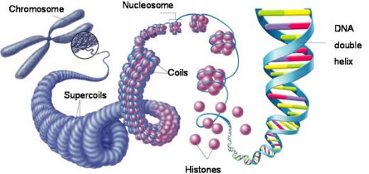 Packaging of DNA