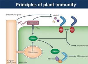 Immunity in plant 