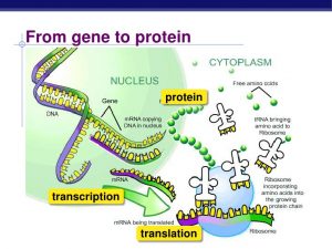 Proteins synthesis