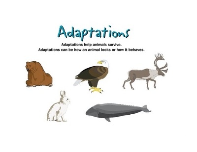 Adaptation in insectivorous & birds, Hibernation, Aestivation, Birds  migration & Camouflage | Science online