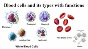 Blood cells and their types