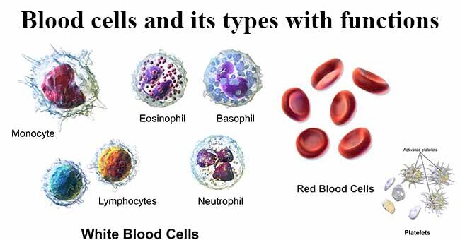 Blood cells and their types