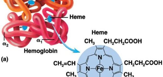 Hemoglobin structure