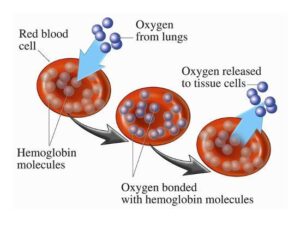 Roles of red cells in oxygen transport