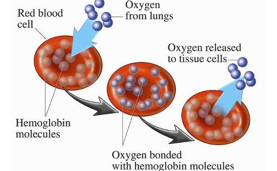 Roles of red cells in oxygen transport