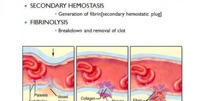 Steps of Hemostasis