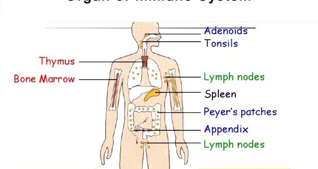 Immune system