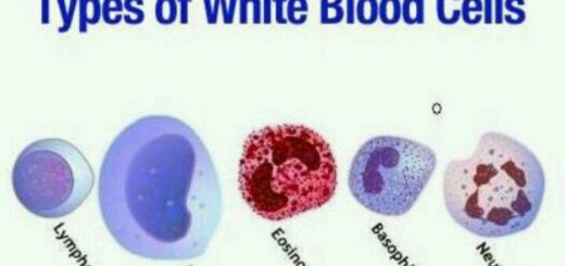 Types of White Blood cells