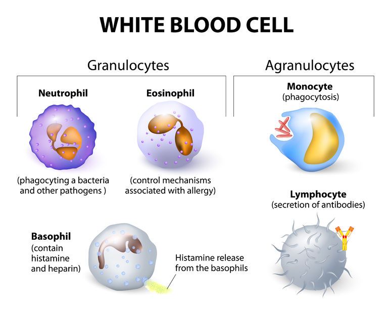 Function Of White Blood Cells Agranular Leukocytes Granulopoiesis Lymphopoiesis Science Online