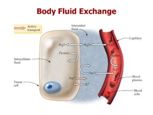Body Fluid Exchange