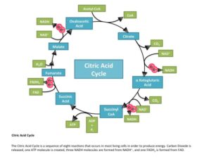 Citric acid cycle 