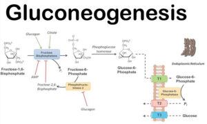 Gluconeogenesis 