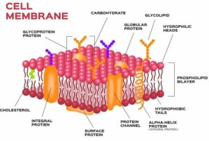 Molecular structure of the cell membrane 