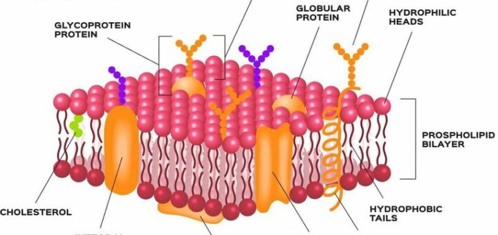 Molecular structure of the cell membrane