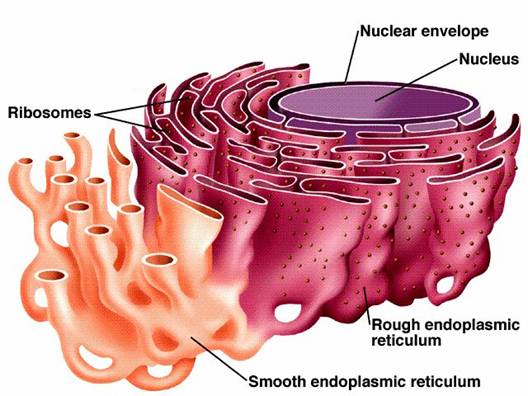 what are ribosomes